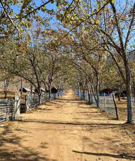 Chitlang